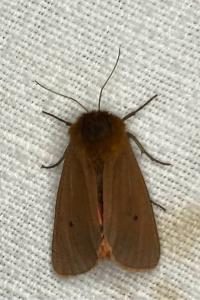 <i>Phragmatobia fuliginosa</i>