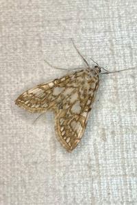 <i>Elophila nymphaeata</i>