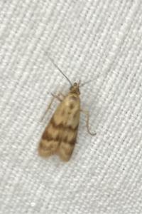 <i>Homoeosoma sinuella</i>