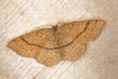 <i>Cyclophora punctaria</i>