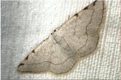 <i>Stegania trimaculata</i>