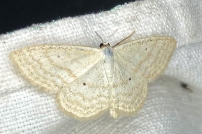 <i>Scopula immutata</i>