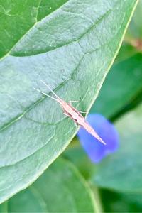 <i>Plutella xylostella</i>
