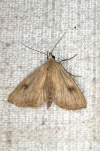 <i>Rivula sericealis</i>