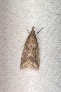 <i>Eudonia pallida</i>