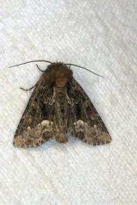 <i>Oligia latruncula</i>