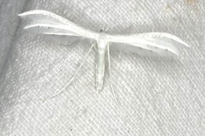 <i>Pterophorus pentadactylus</i>