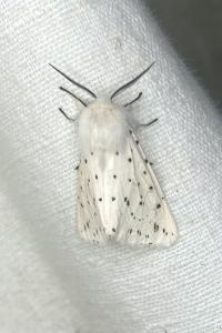 <i>Spilosoma lubricipeda</i>