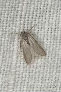 <i>Acentria ephemerella</i>