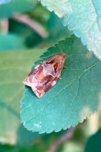 <i>Archips xylosteana</i>
