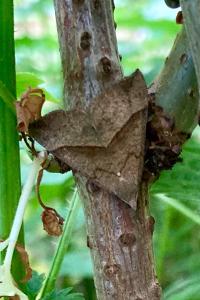 <i>Hypena proboscidalis</i>