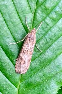 <i>Nomophila noctuella</i>