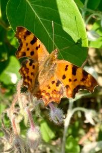 <i>Polygonia c-album</i>