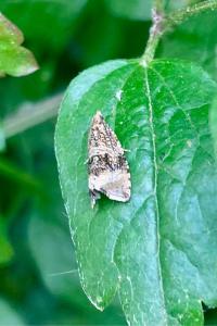 <i>Celypha lacunana</i>
