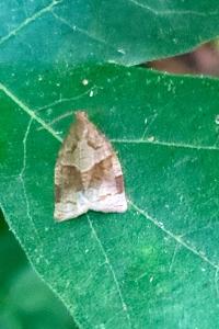 <i>Archips rosana</i>