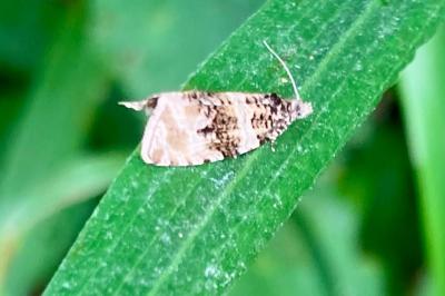 <i>Orthotaenia undulana</i>