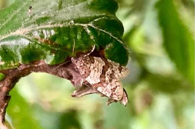 <i>Isotrias rectifasciana</i>