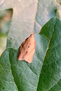 <i>Clepsis consimilana</i>