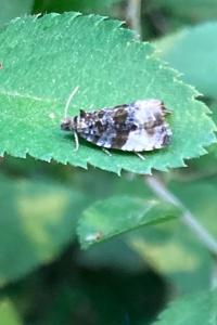 <i>Hedya pruniana</i>