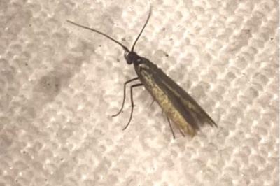 <i>Coleophora</i>