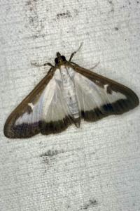 <i>Cydalima perspectalis</i>