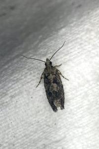 <i>Zeiraphera isertana</i>