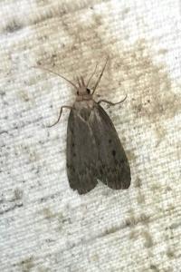 <i>Aphomia sociella</i>