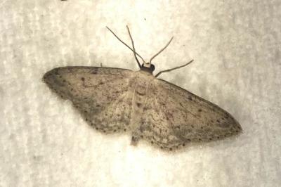 <i>Idaea seriata</i>