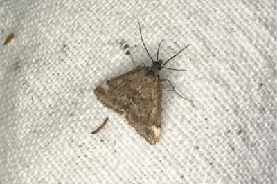 <i>Pyrausta despicata</i>