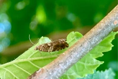 <i>Epinotia abbreviana</i>