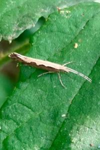 <i>Plutella xylostella</i>