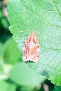 <i>Archips xylosteana</i>