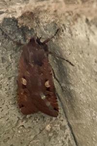 <i>Noctua pronuba</i>