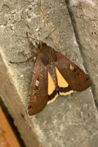 <i>Noctua pronuba</i>