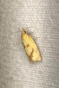 <i>Agapeta hamana</i>