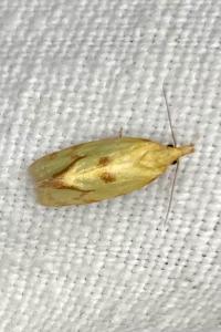 <i>Agapeta hamana</i>
