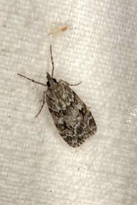 <i>Scoparia</i>