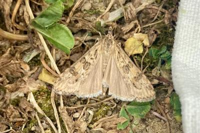 <i>Nomophila noctuella</i>