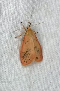 <i>Miltochrista miniata</i>