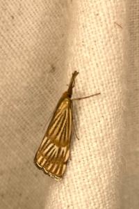 <i>Chrysocrambus linetella</i>
