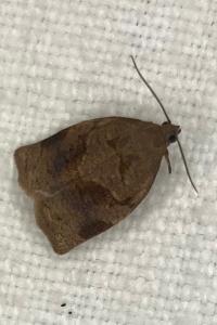 <i>Archips rosana</i>