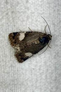 <i>Tyta luctuosa</i>