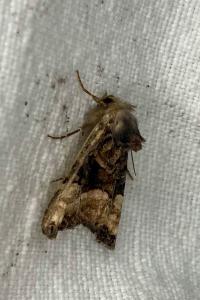 <i>Euplexia lucipara</i>