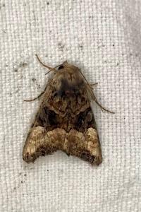 <i>Euplexia lucipara</i>