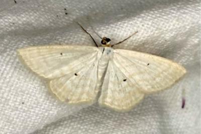 <i>Scopula immutata</i>
