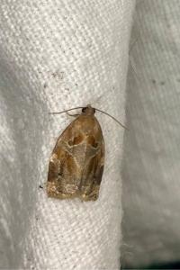 <i>Archips xylosteana</i>
