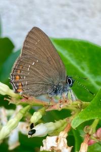 <i>Satyrium ilicis</i>