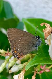 <i>Satyrium ilicis</i>
