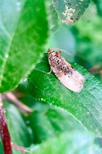 <i>Hedya nubiferana</i>