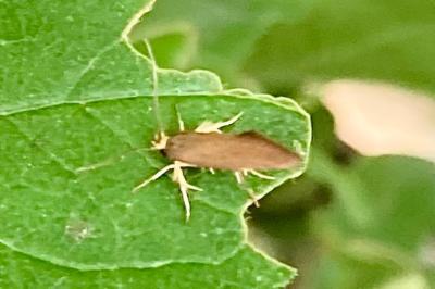 <i>Crassa unitella</i>